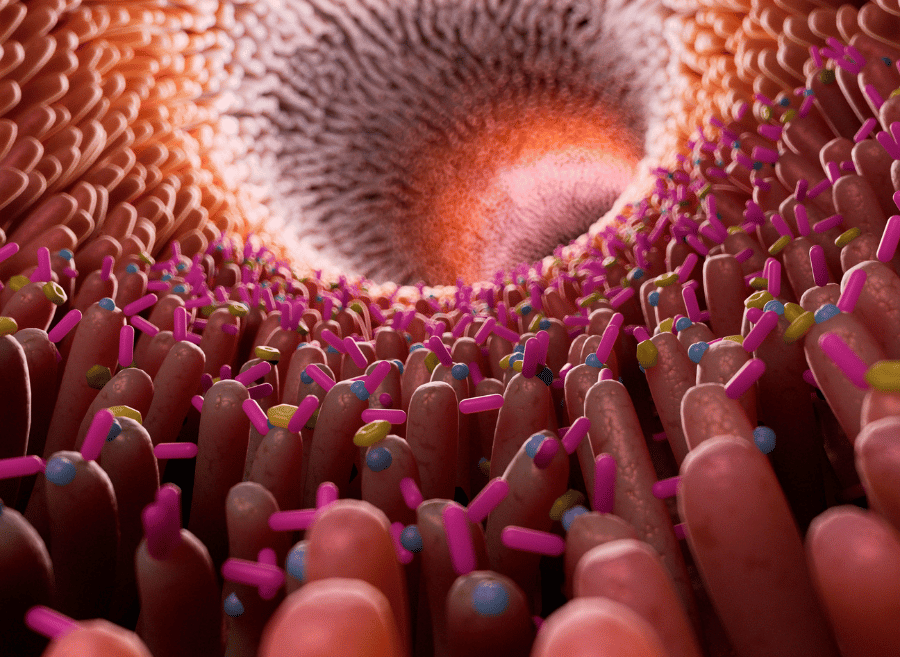Microbiota 4