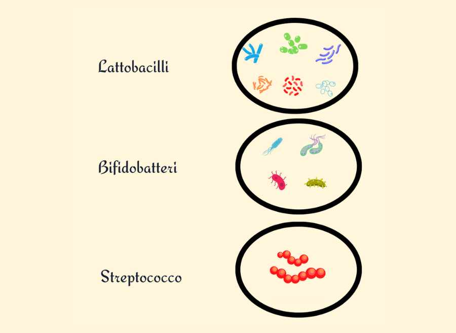 Microbiota 6