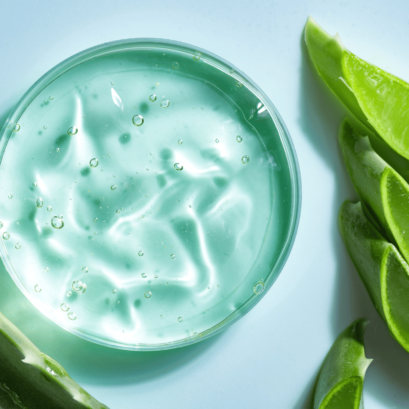 Aloe 1