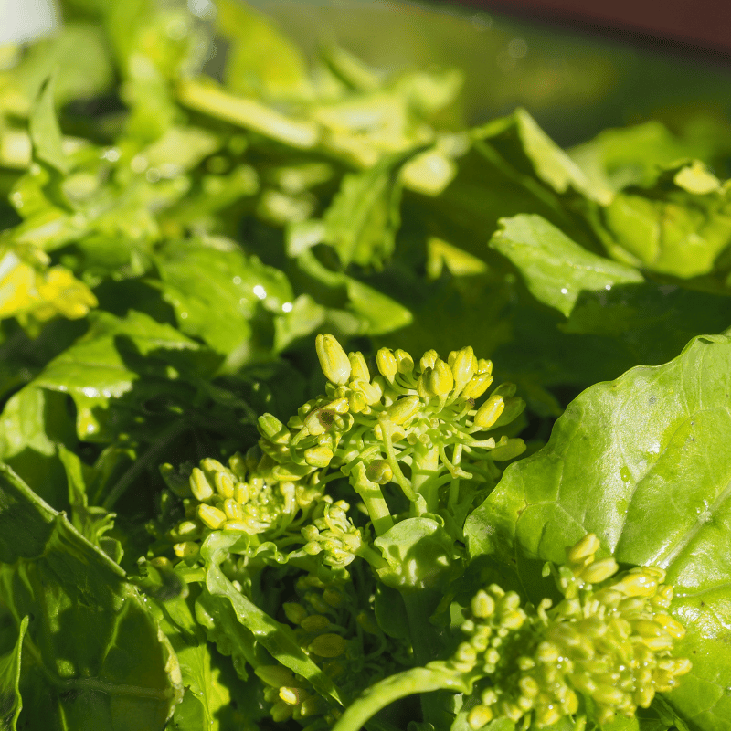 Cime di rapa 1