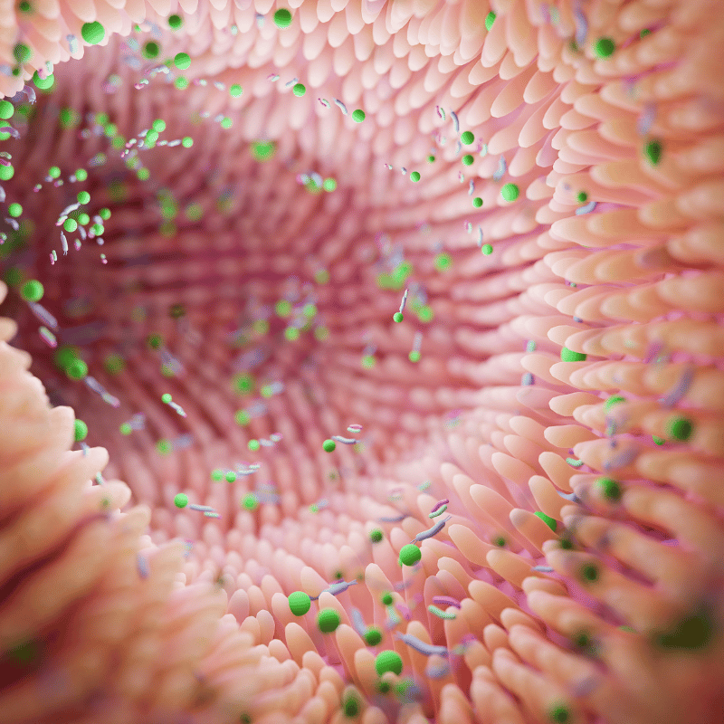 Micarobiota 1